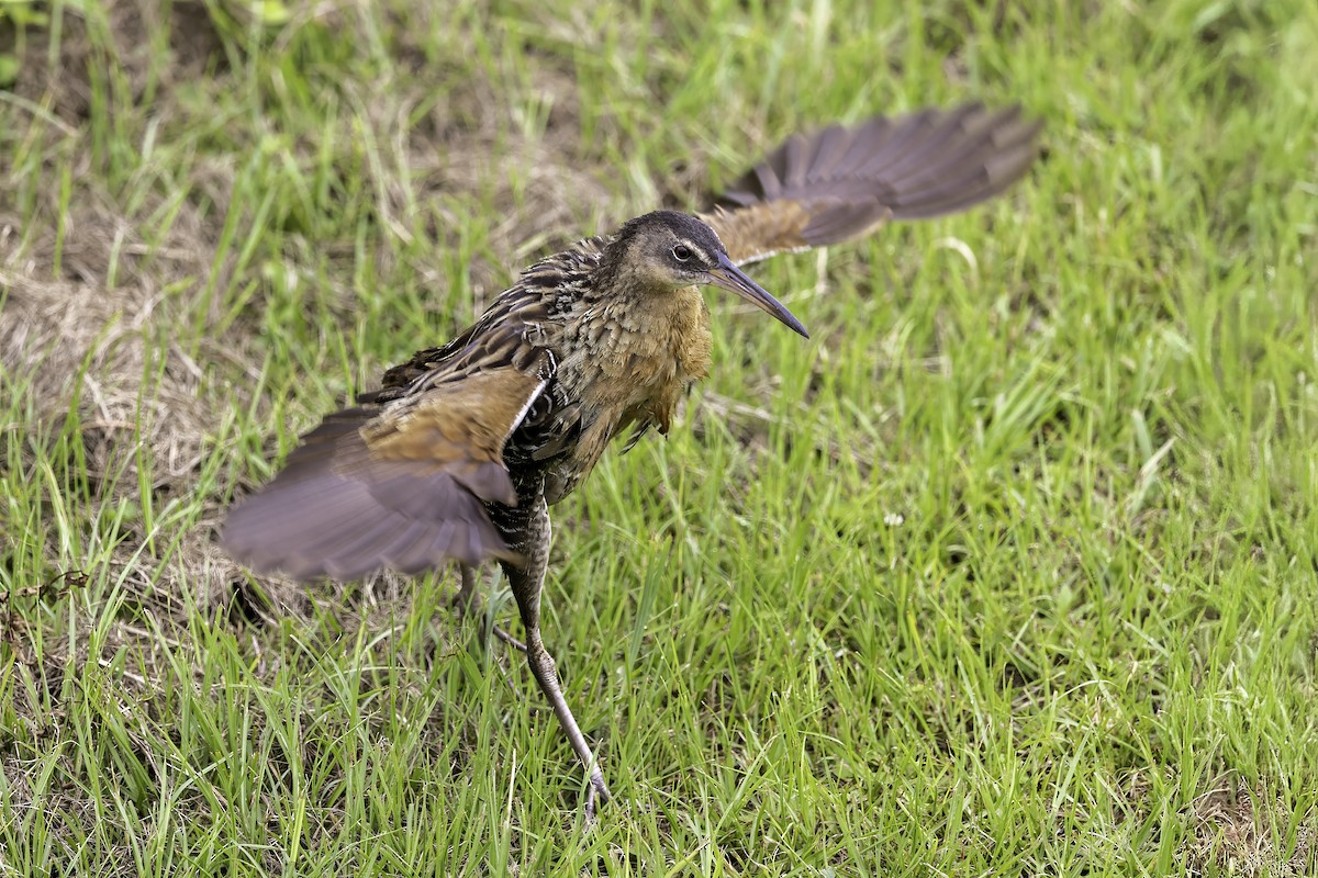 King Rail - ML637497366