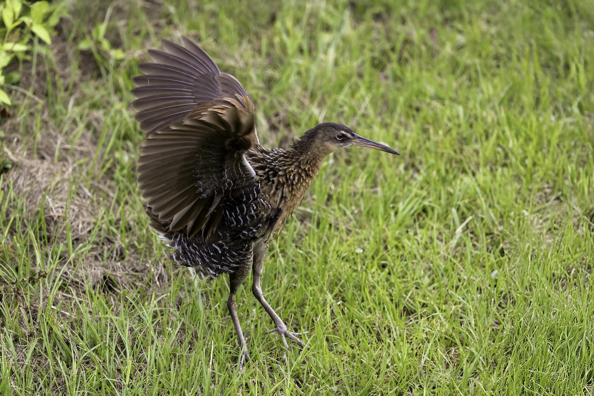King Rail - ML637497367