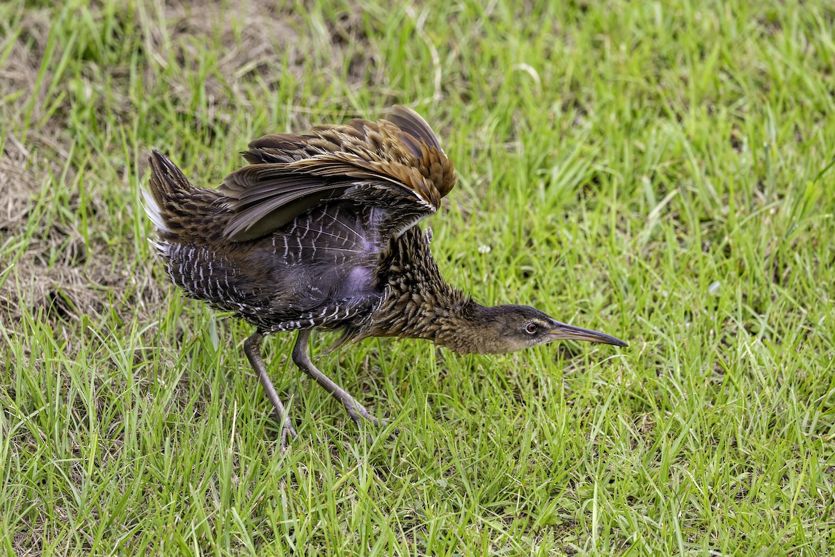 King Rail - ML637497370