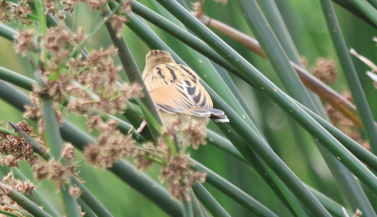 Winding Cisticola - ML637497372