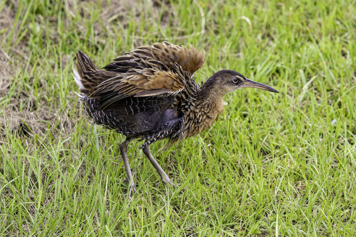King Rail - ML637497374