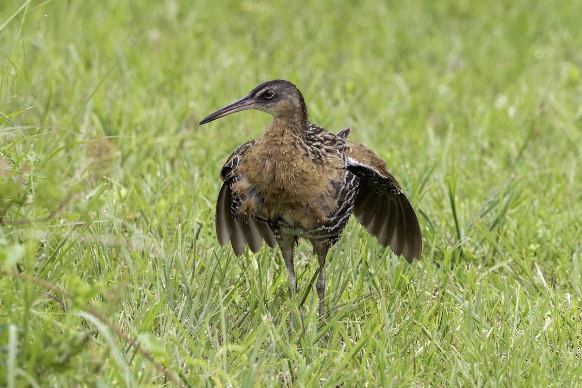 King Rail - ML637497376