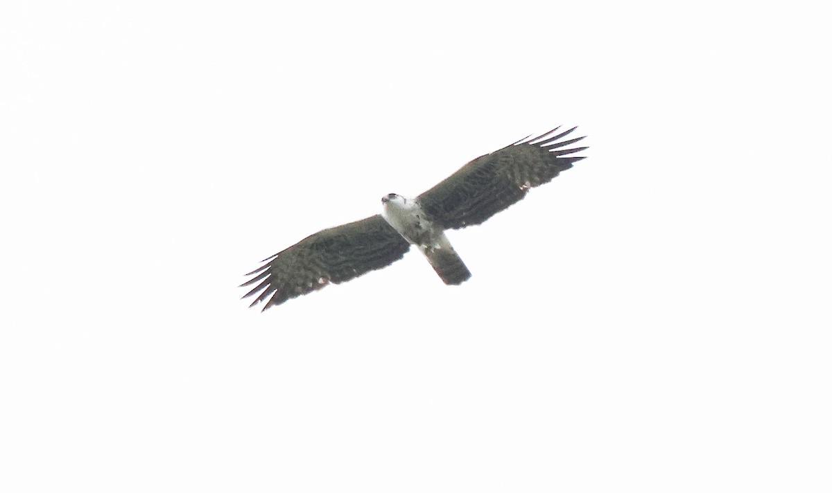 Ayres's Hawk-Eagle - ML637497402