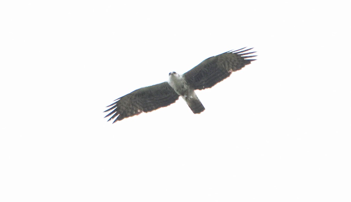 Ayres's Hawk-Eagle - ML637497403