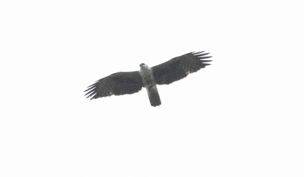 Ayres's Hawk-Eagle - ML637497404