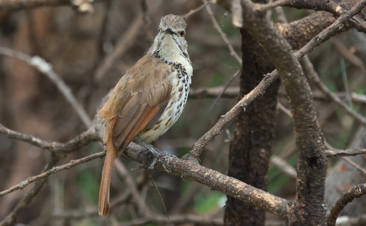 Spotted Morning-Thrush - ML637497427