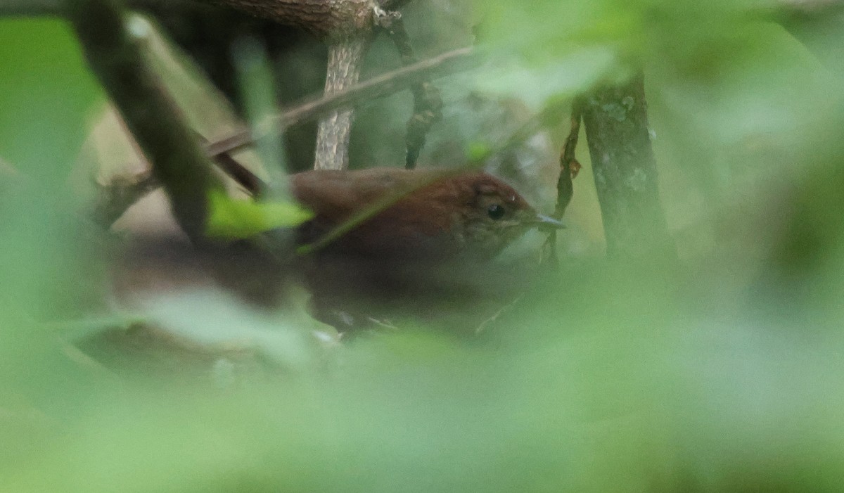 Evergreen-forest Warbler (Eastern) - ML637497486