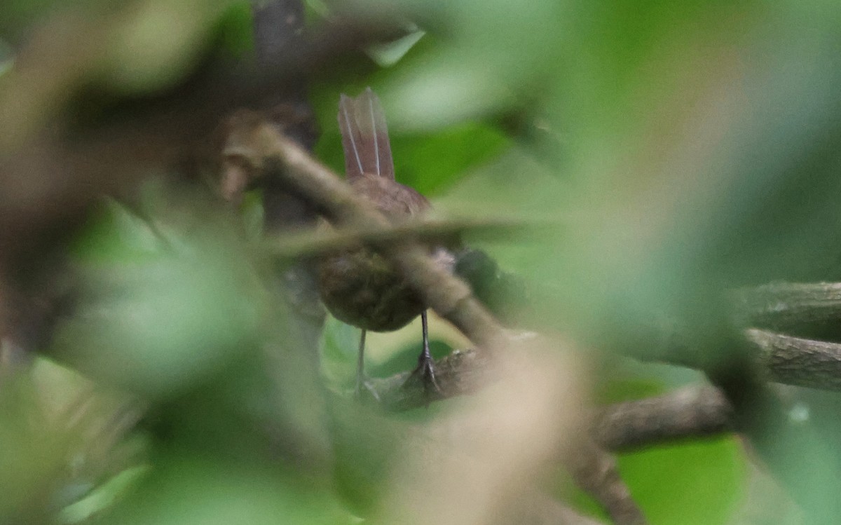 Evergreen-forest Warbler (Eastern) - ML637497487