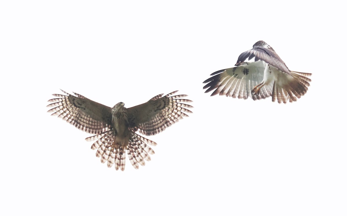Black Goshawk - ML637497517