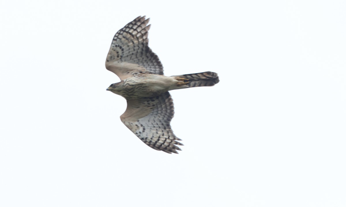 Black Goshawk - ML637497518