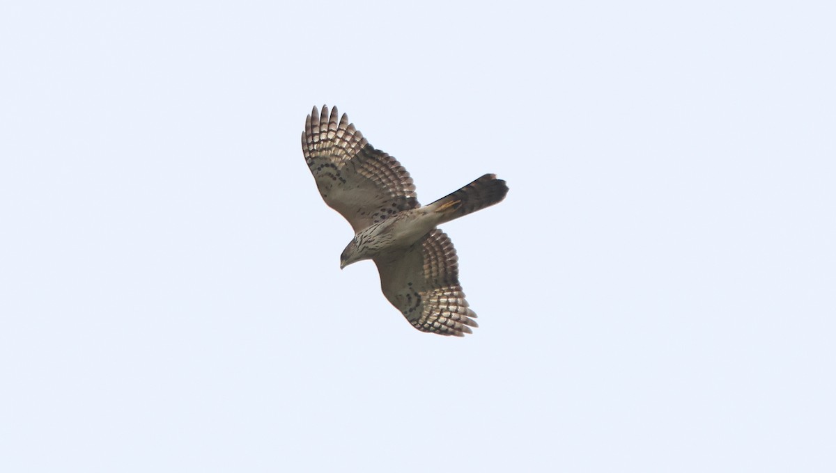 Black Goshawk - ML637497519