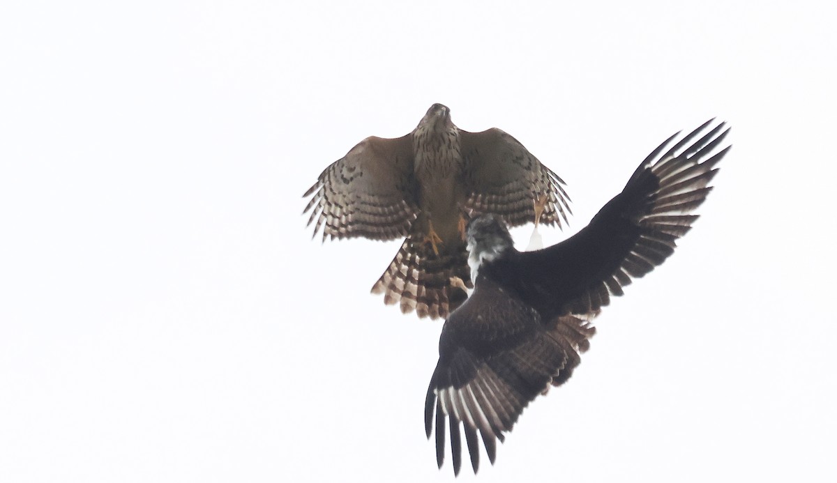 Black Goshawk - ML637497520