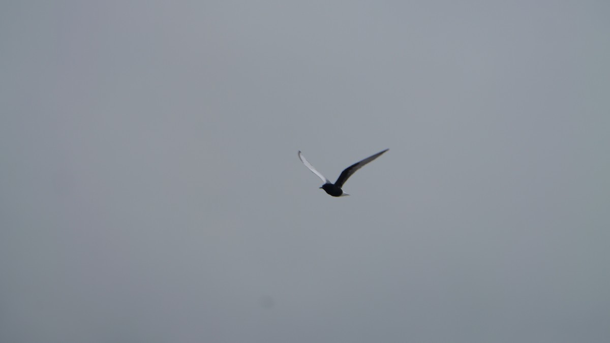 White-winged Tern - ML637497565