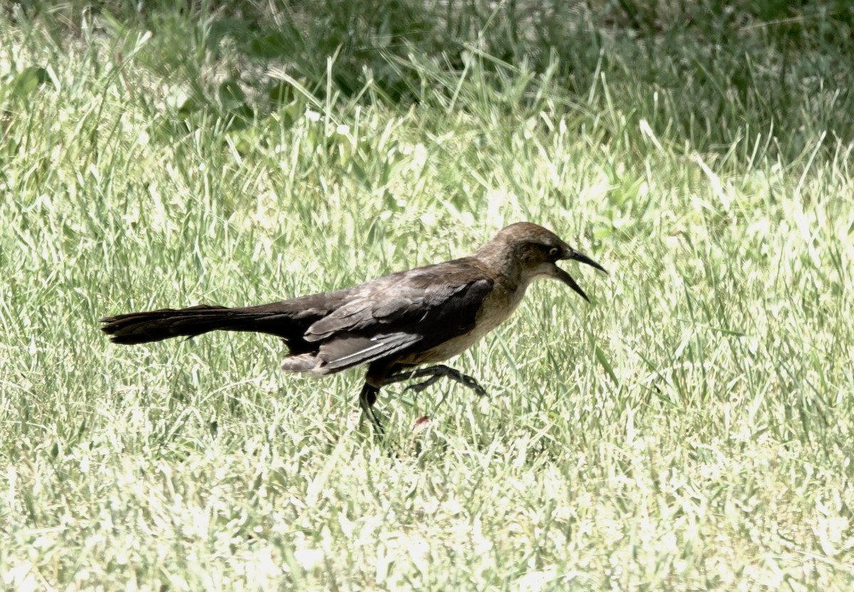 Great-tailed Grackle - ML637497575