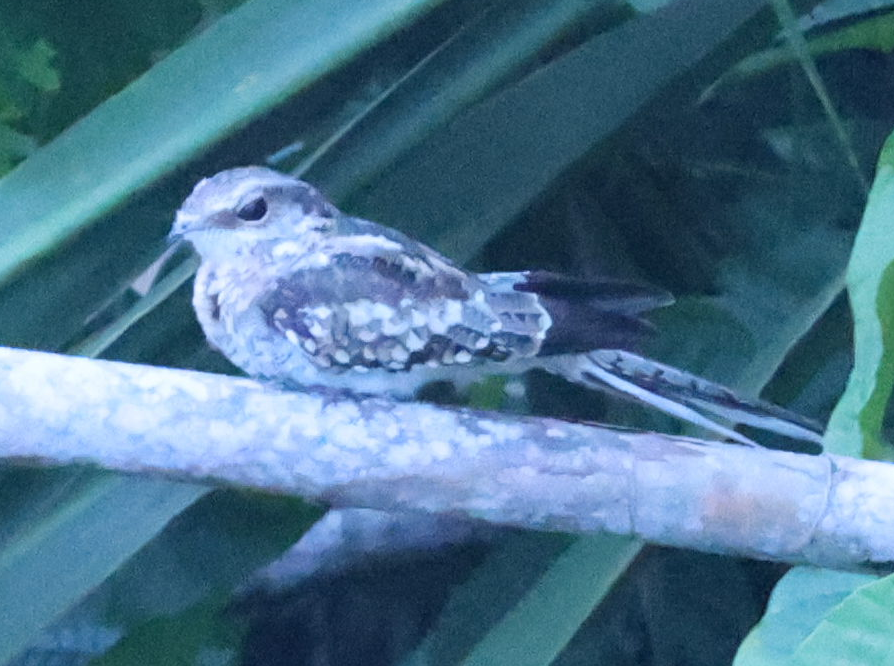 Ladder-tailed Nightjar - ML637497604