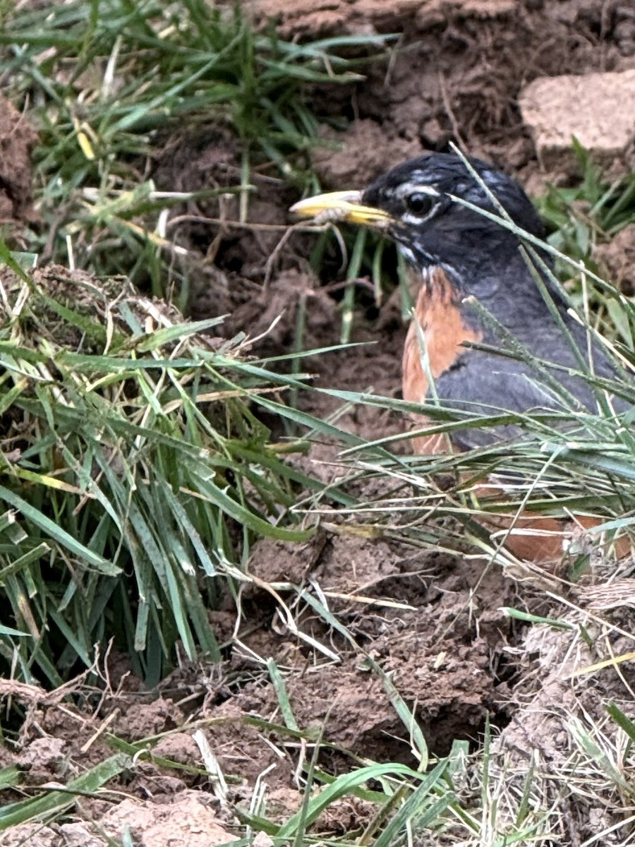 Zozo papargorria - ML637497615