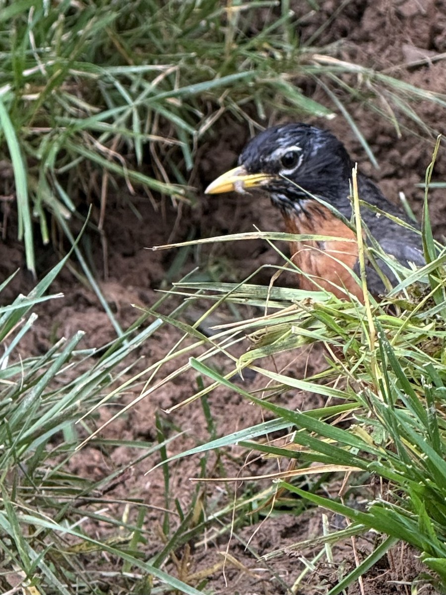 Zozo papargorria - ML637497616
