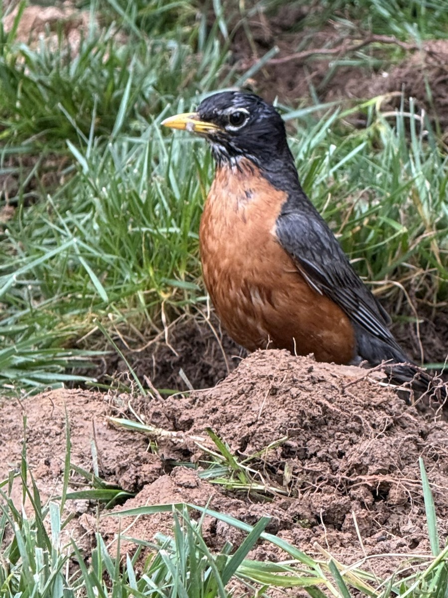 Zozo papargorria - ML637497617
