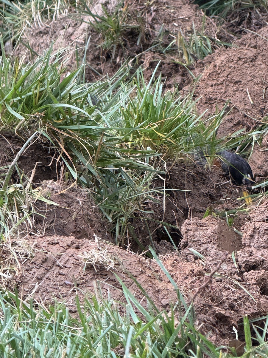 Zozo papargorria - ML637497618