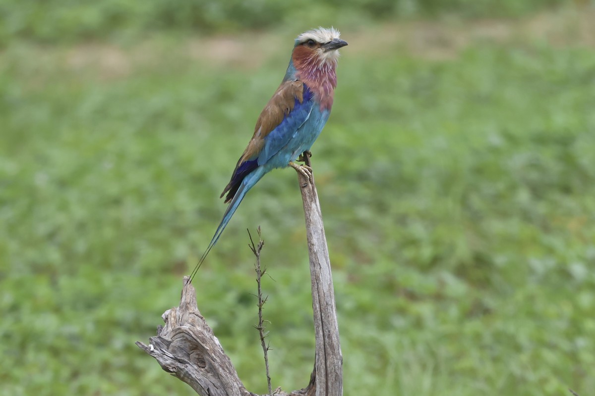 Lilac-breasted Roller - ML637497623