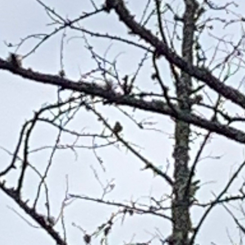 Alder Flycatcher - ML637497630