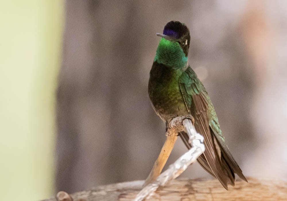 Rivoli's Hummingbird - ML637497632