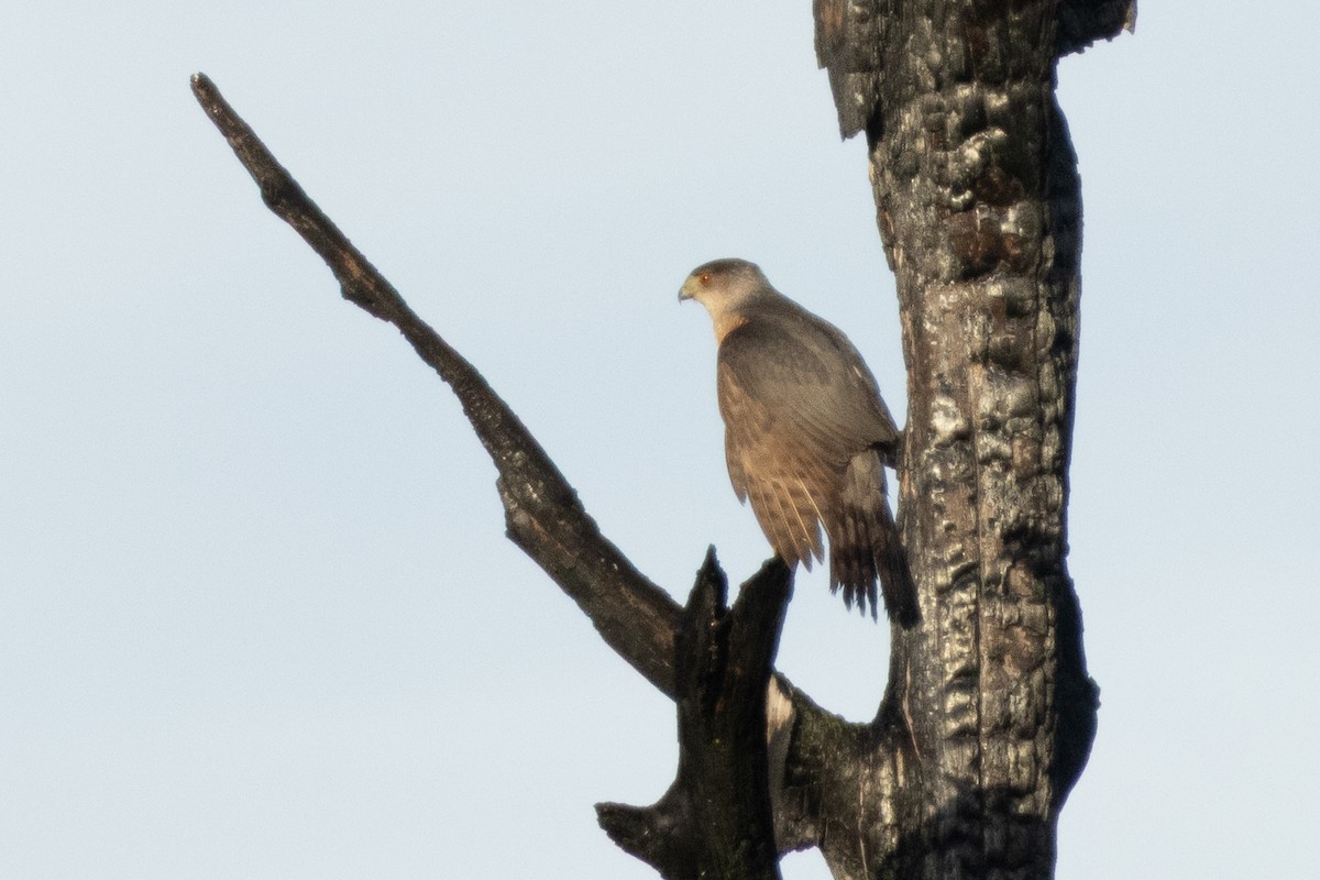 Cooper's Hawk - ML637497635