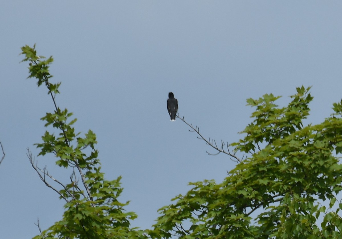 Eastern Kingbird - ML637497640