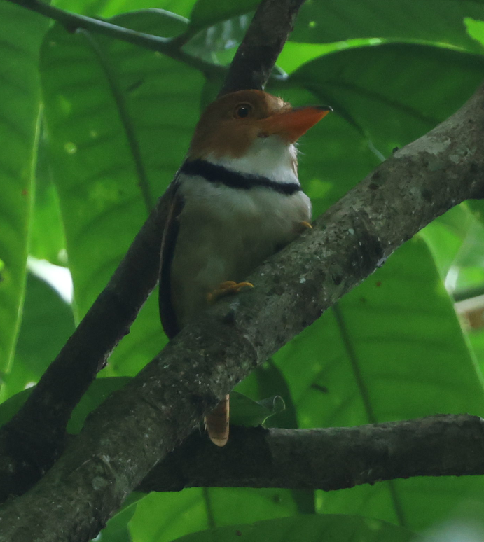 Collared Puffbird - ML637497648
