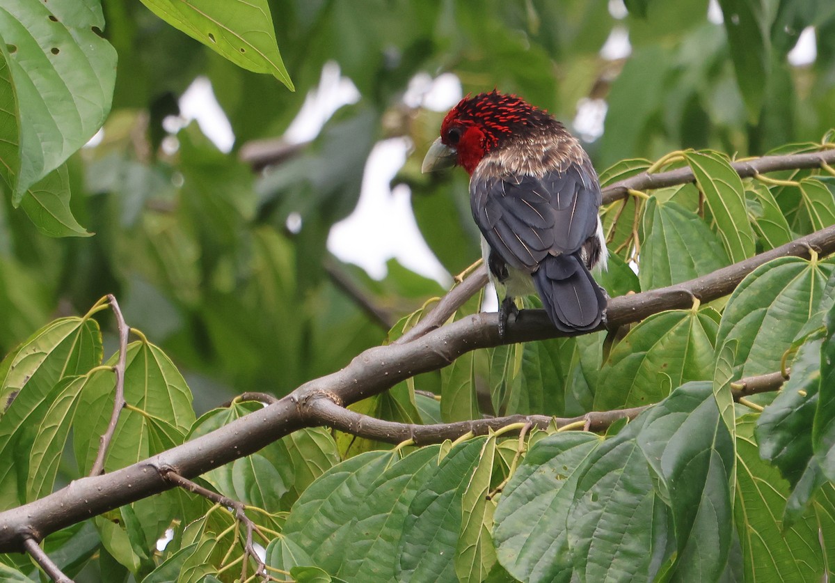 Brown-breasted Barbet - ML637497662