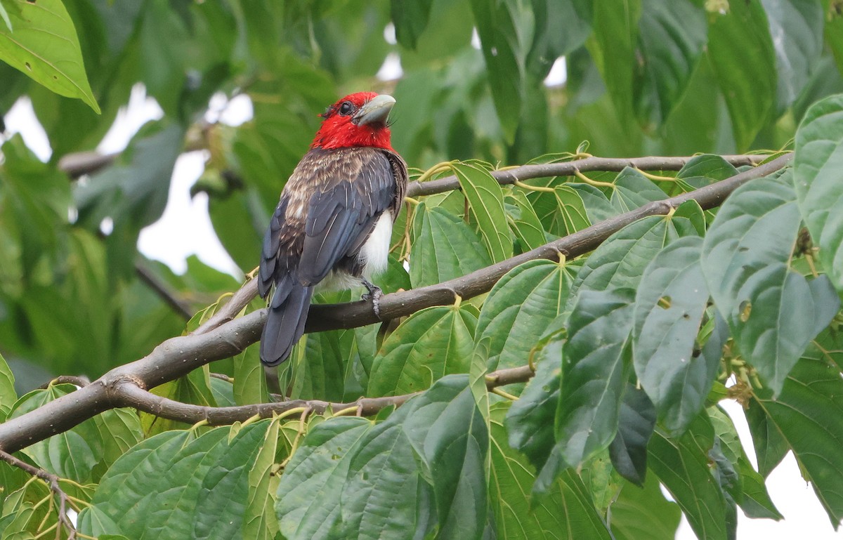 Brown-breasted Barbet - ML637497663