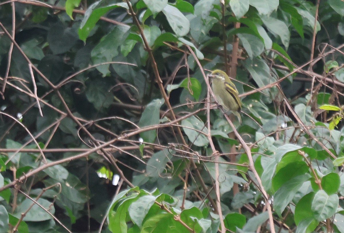 Moustached Tinkerbird - ML637497670