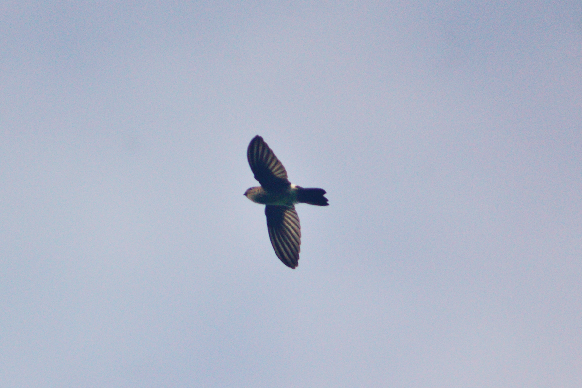 コビトアナツバメ - ML637497671