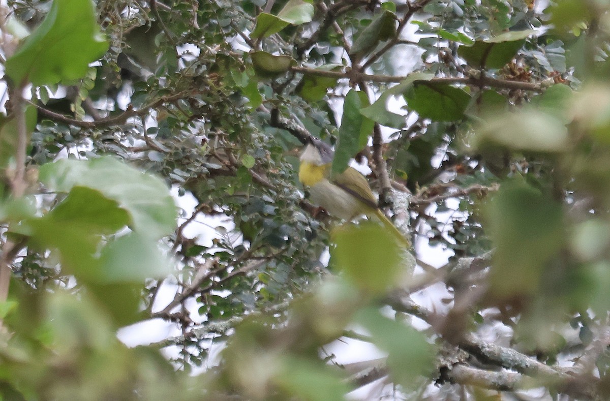Yellow-breasted Apalis (Brown-tailed) - ML637497688