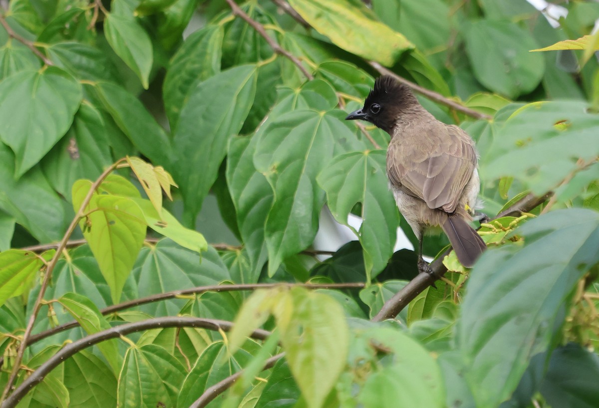 Common Bulbul - ML637497691