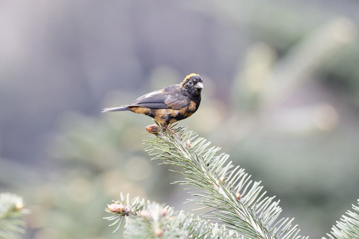 Gold-naped Finch - ML637497762