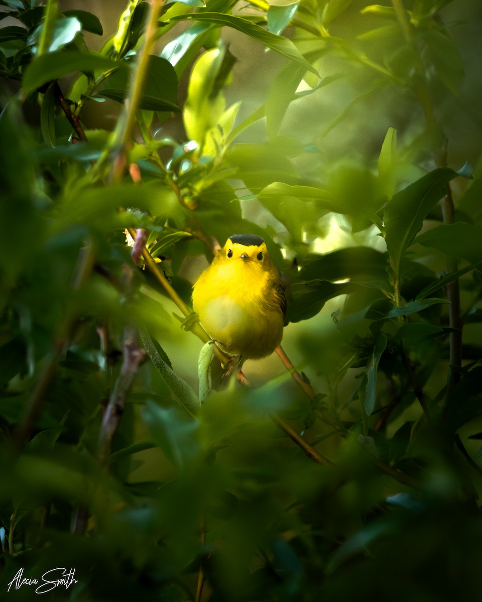 Wilson's Warbler - ML637497786