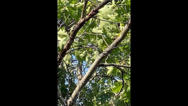 Paruline azurée - ML637497822