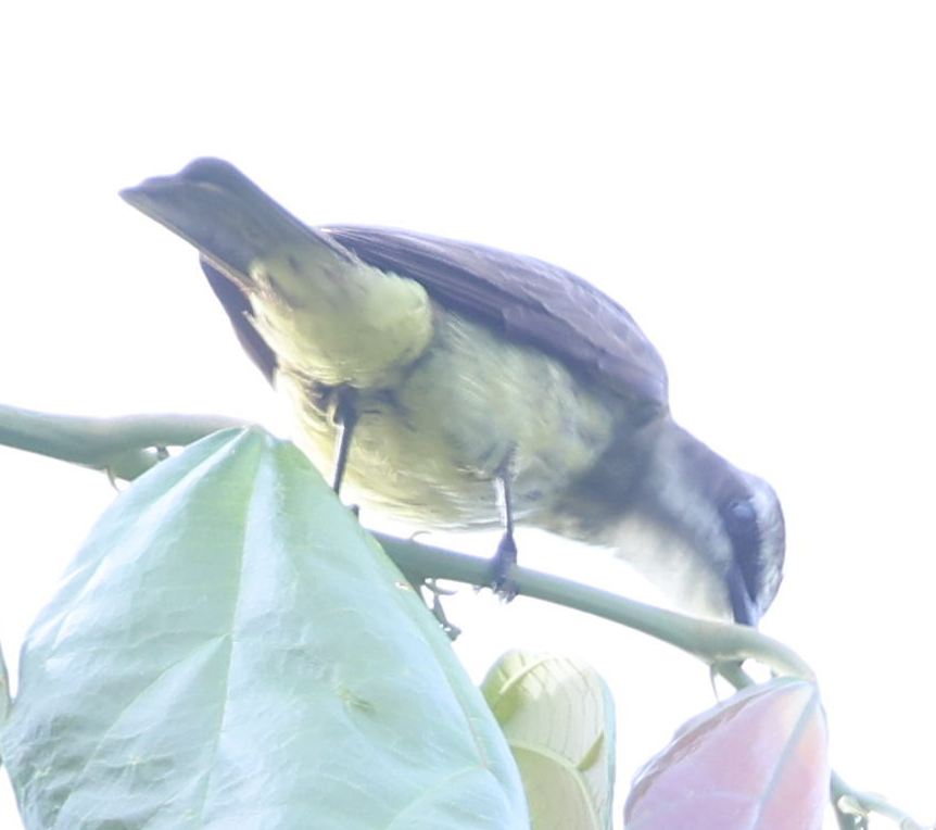 Piratic Flycatcher - ML637497829