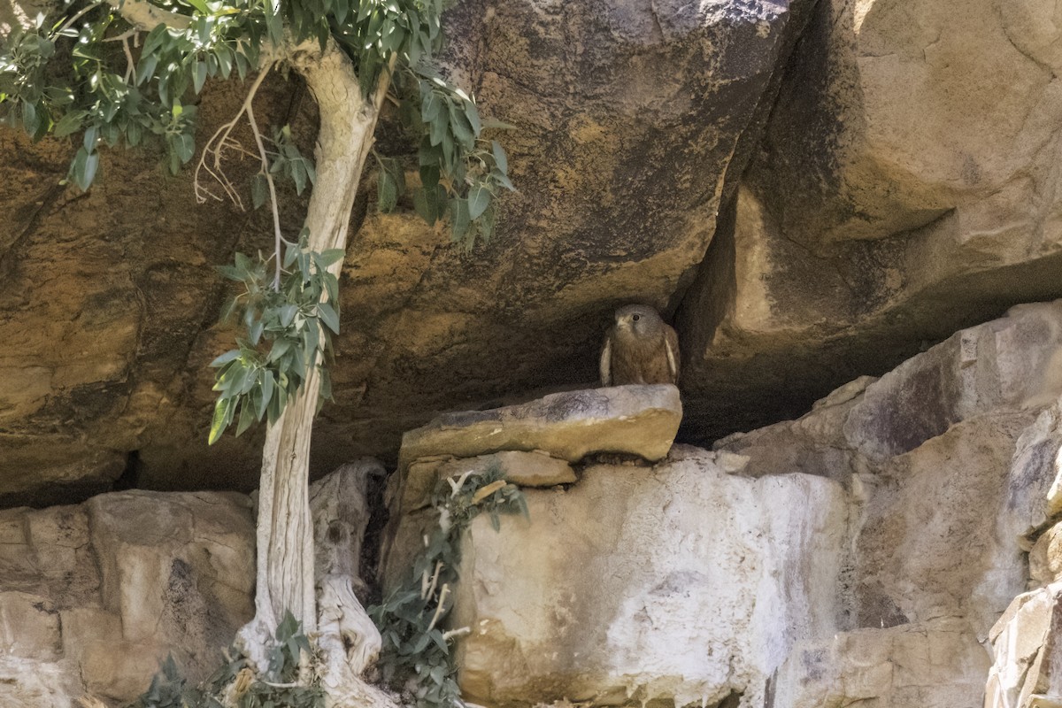 Rock Kestrel - ML637497840