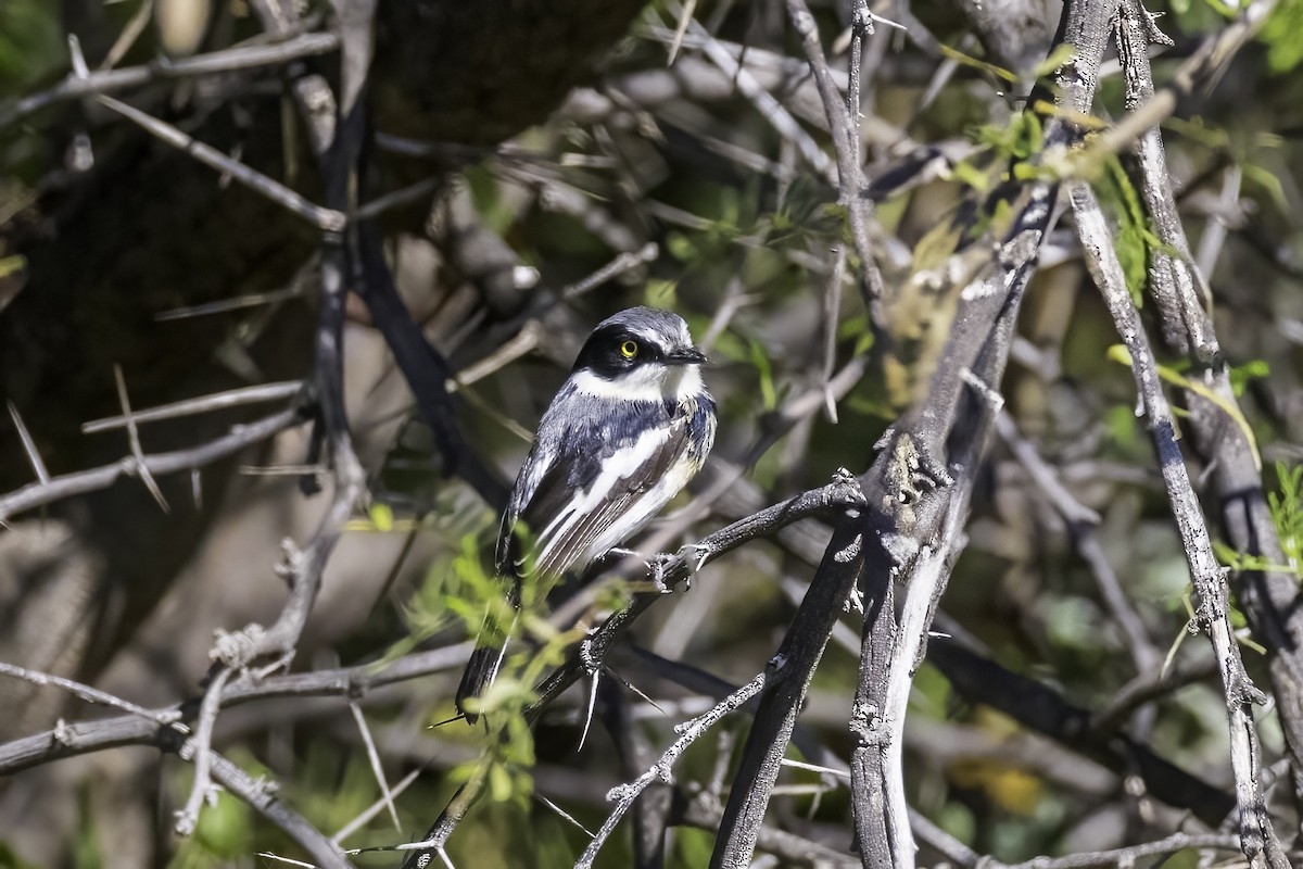 Pririt Batis - ML637497861