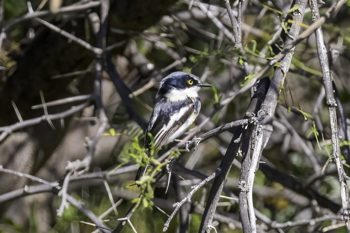 Pririt Batis - ML637497862