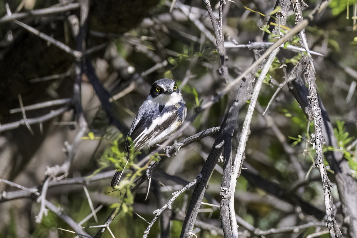 Pririt Batis - ML637497863