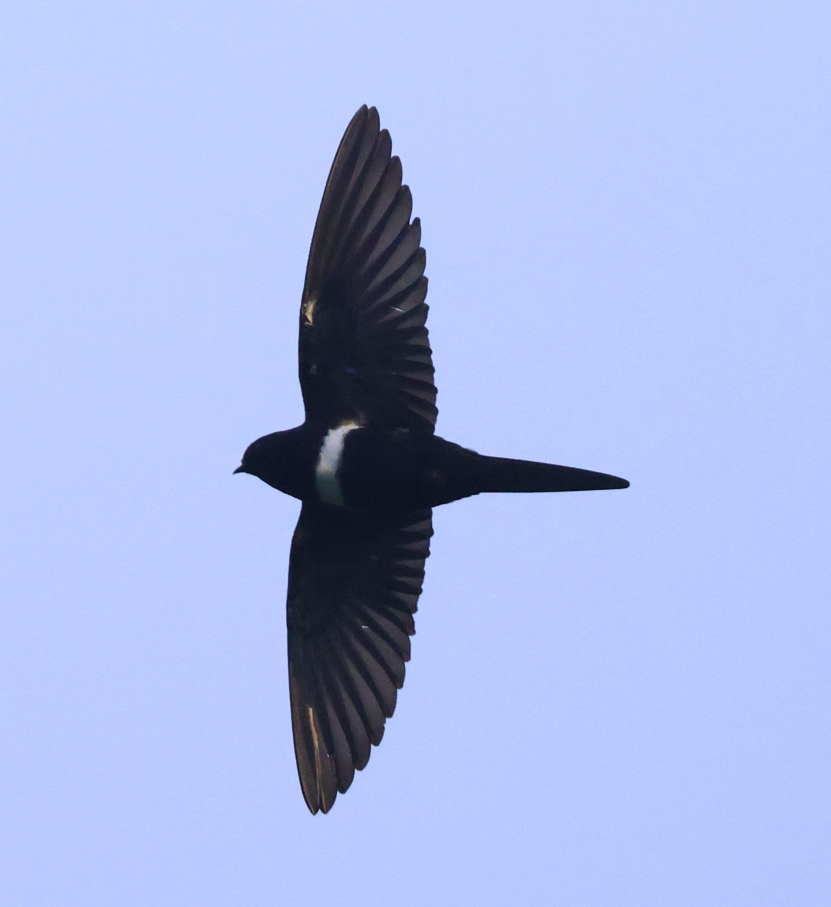 White-banded Swallow - ML637497883