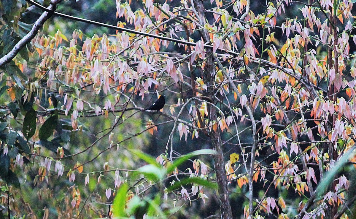 Gold-naped Finch - ML637497943