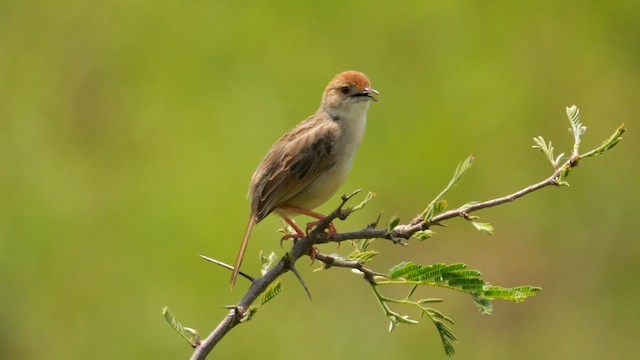 Rattling Cisticola - ML637497962