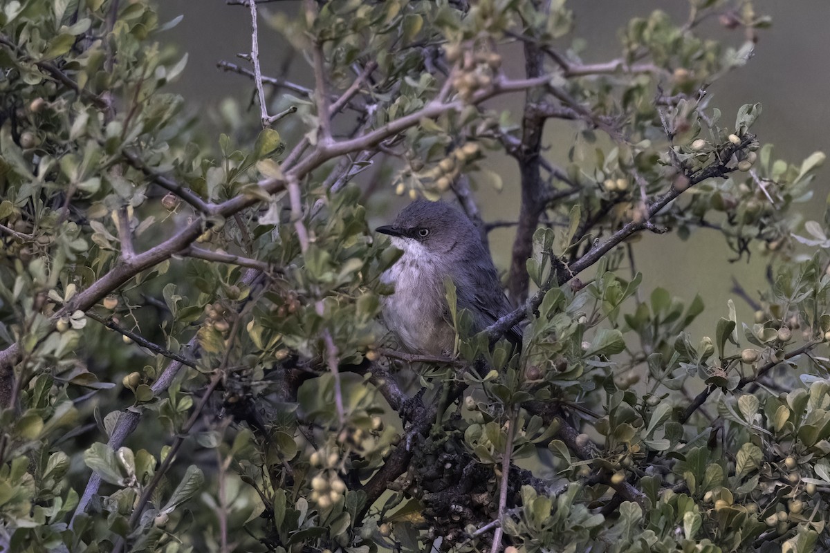 Layard's Warbler - ML637497977