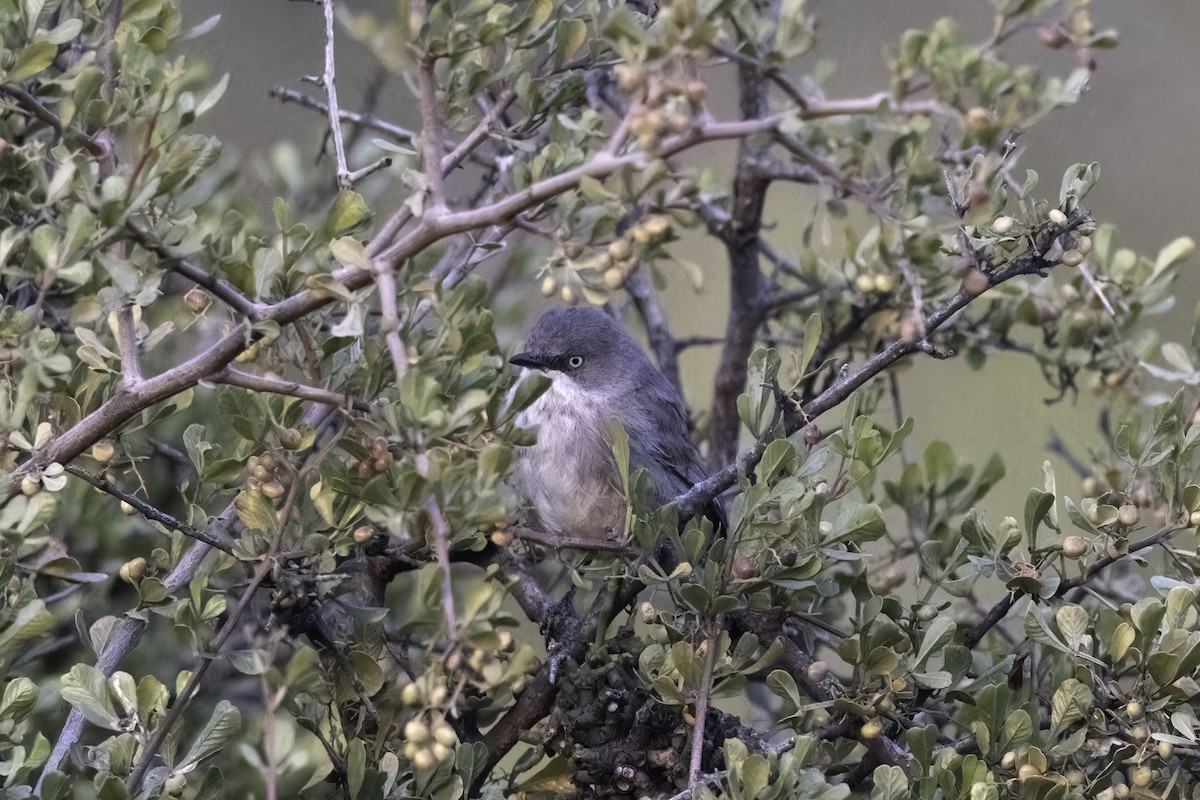 Layard's Warbler - ML637497978