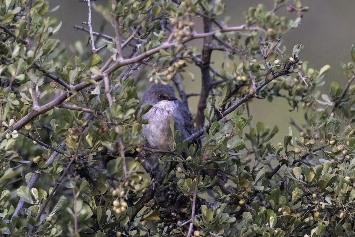 Layard's Warbler - ML637497979