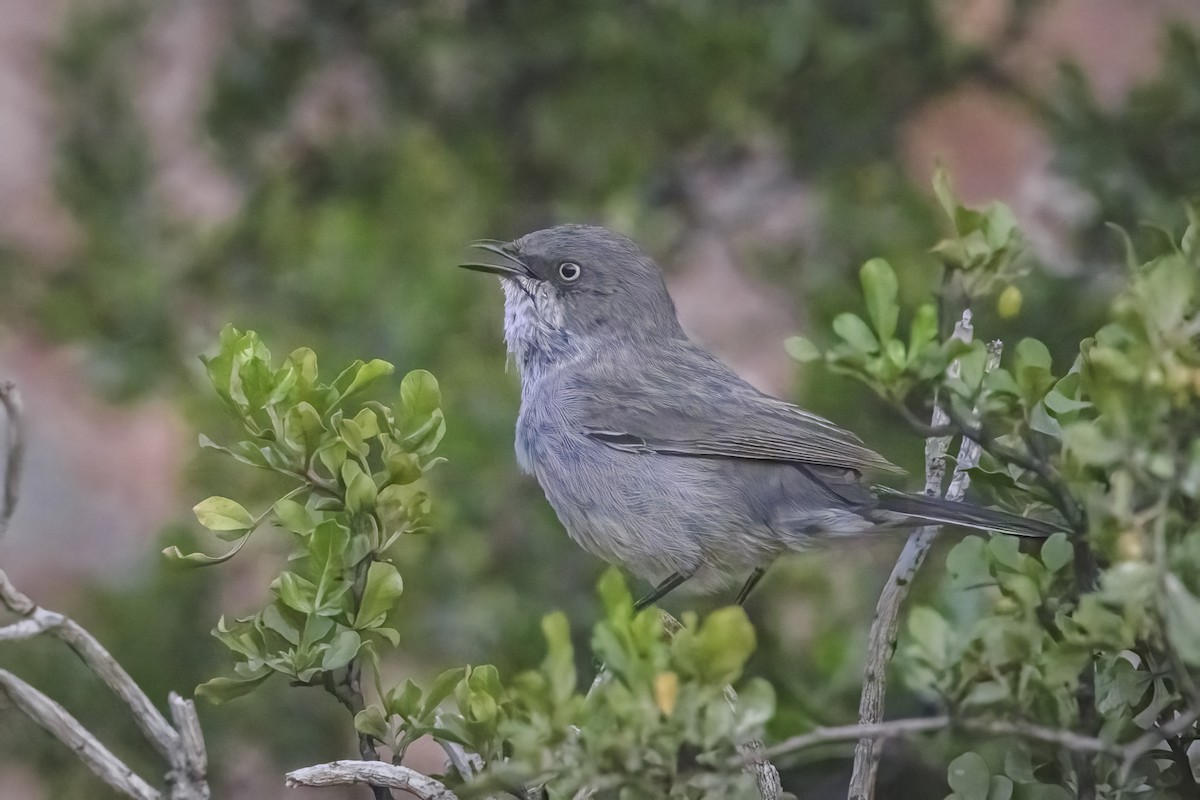 Layard's Warbler - ML637497980